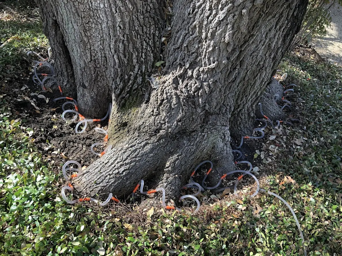 Detailed Tree Cabling and Bracing job site in Palo Verde