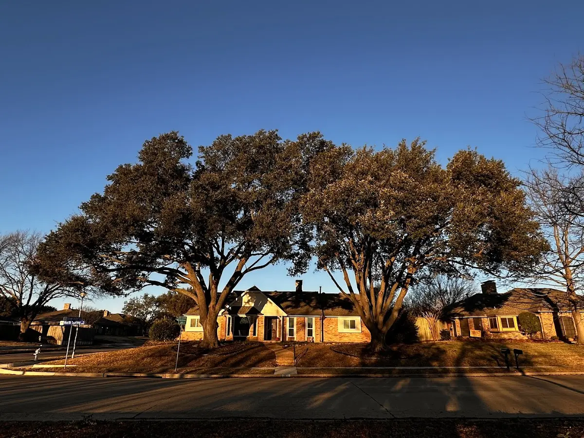 Established residential canopy tree shading a home in Palo Verde